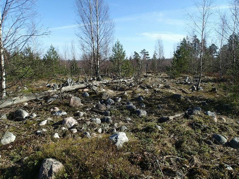 6 Kaava-alue käveltiin maastossa läpi liki kattavasti (katseen ulottuvaisuus huomioiden) koskemattomilta ja kuivan maan osilta.