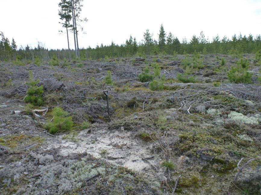 11 Eteläpuolinen kuoppa ja alla tien vierellä oleva kuoppa RAAHE 179 TUOREMAA LÄNSI 2 Mjtunnus: Rauh.