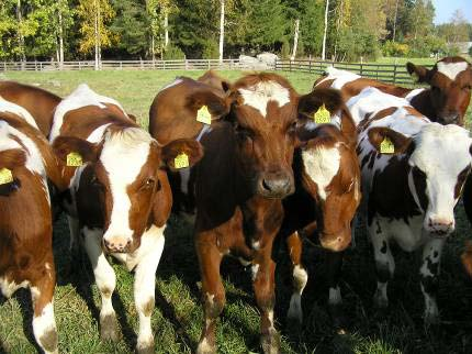 Lisätietoja Eläinten hyvinvoinnin tutkimuskeskus, HY www.vetmed.helsinki.