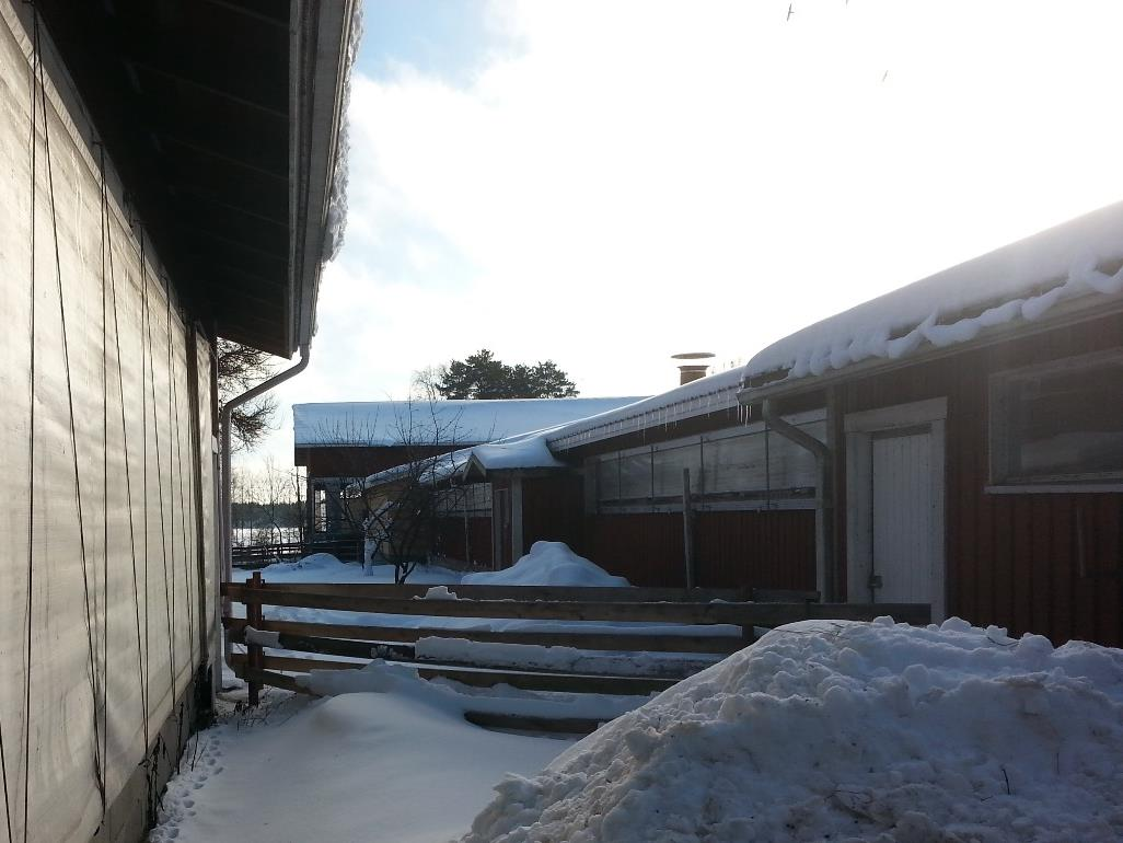 32 Kuva 12. Vasikoiden siirtokuja ja verhoseinä 5.1.3 Olosuhteet ja niiden hallinta Jos ulkona on yli 20 astetta pakkasta ja tuulee, niin vasikkalan lämpötila on laskenut alimmillaan -13 asteeseen.