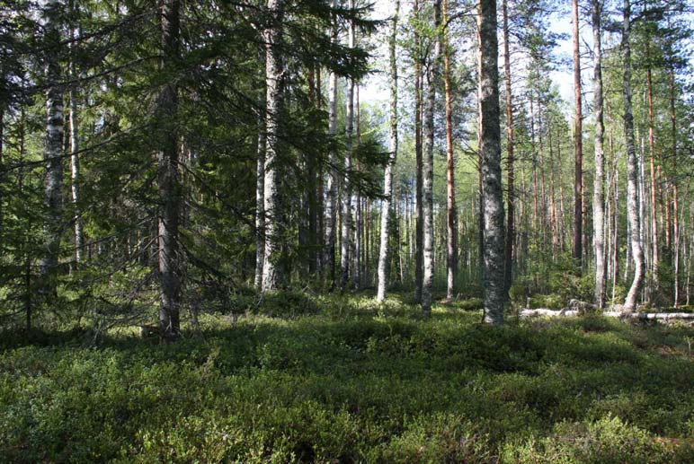 Kivisuo - Muhos, Utajärvi, Oulu. Turvetuotantoalueen 107 Kuva 20. Kivijärvenkankaan sekametsää. Kuva: S. Nenonen.