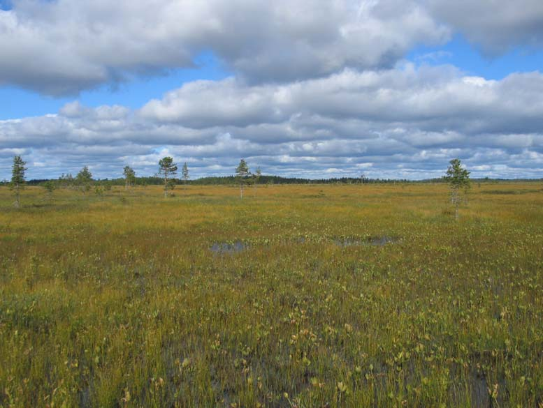 86 Kivisuo - Muhos, Utajärvi, Oulu. Turvetuotantoalueen (Sphagnum annulatum).