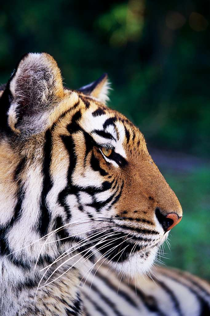 2 Tiikerin loikka - muutos Rohkeus Voima Helppous Arjessa eri