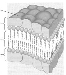 Solukalvon kerrokset Solukalvo Elektronimikroskoopilla solukalvossa erottuu kolme kerrosta Jokaista solua ympäröi solukalvo eli plasmamembraani eli plasmalemma 2 nm 3,5 nm 2 nm elektronitiheä,