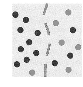 Diffuusio 3 Ionikanavat EQUILIBRIUM Diffuusio 1 Diffuusio 4 Molecules of dye