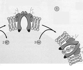 out 3 Na + ATPaasi Diffuusio 6 Na + /K + ATPaasi ATPaasit pumppaavat ioneja niiden konsentraatiogradienttia vastaan kuluu energiaa solukalvo ATP in 2 K + ADP + P EQUILIBRIUM Aktiiviset