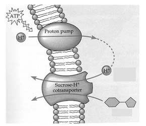 Na-K-ATPaasi 3 Kuljetusmekanismit, yhteenveto OF ATP phosphorylates α subunits Lipofiiliset aineet, esim.