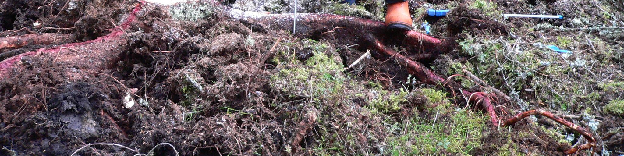 Wood harvesting waste LuKe Stilbenes and lignans from roots of Norway spruce 14.6.