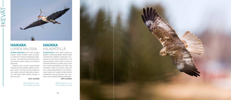 Kärjestä meren tuomia risuja keräävät haikarat lensivät pesilleen laskevan auringon puolta, niin että lumesta heijastuva valo valaisi mainiosti haikaroiden alapuolen.