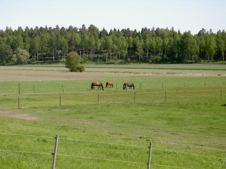 Hankkeen taustaa (1/5) Hevostalleja Suomessa on tällä hetkellä n.