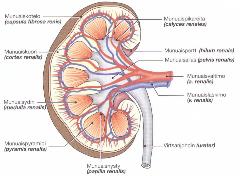 9 kuvirtsa muodostuu glomeruluksessa. Alkuvirtsan suodattuminen perustuu verenpaineeseen.