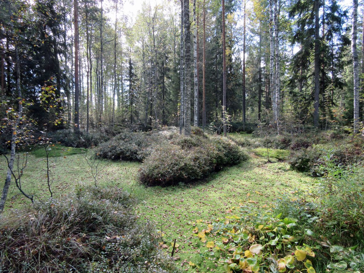 8 Kuva 2. Honkiniemen kärkeen johtava tie.