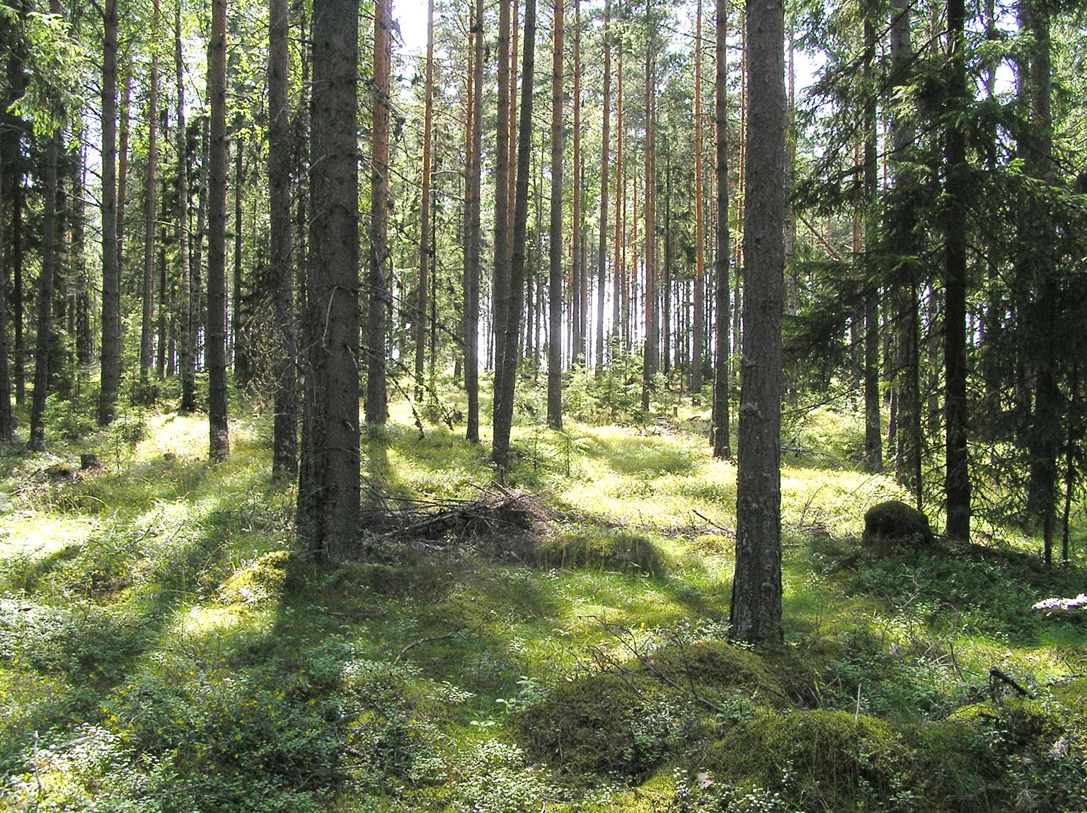 Selvitysalueen ja sen kasvillisuuden luonnehdinta Pääosa selvitysalueesta on kallion lakialuetta. Maasto on melko tasaista ja kiviä alueella on vain vähän.