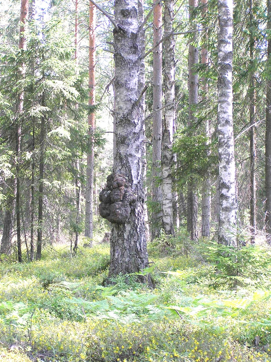 Pahkakoivu Kasvillisuuden pensaskerros on niukka.