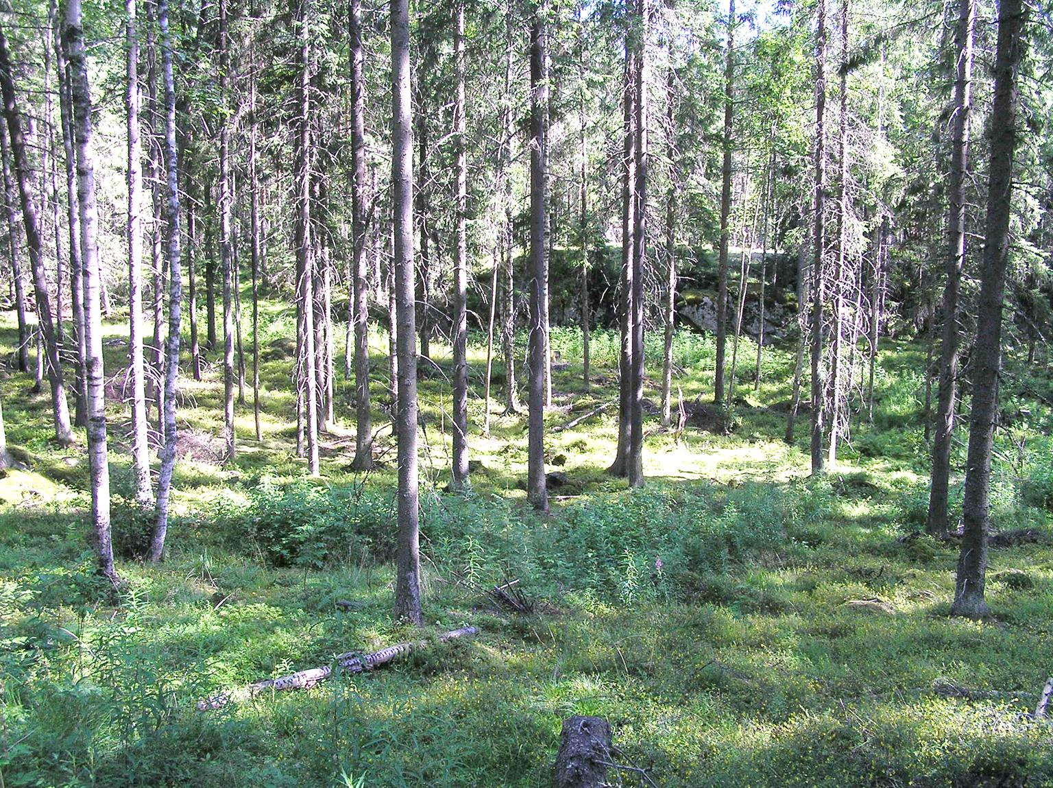 Kasvillisuuden pohjakerroksessa on lakialueella valtalajina seinäsammal. Karhunsammalta, metsäkerrossammalta, kynsisammalta ja kangasrahkasammalta kasvaa seinäsammaleen seurassa monin paikoin.