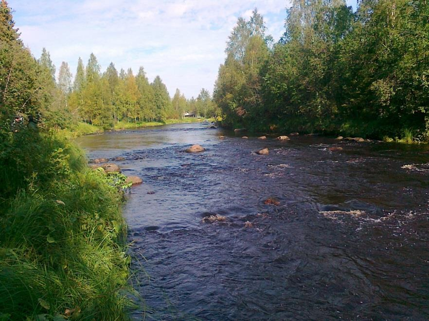 Luiminkajoki Seipikoski (koordinaatit: 7301555-486715) Pinta-ala 210 m 2 Vesisyvyys 41-60 cm Virtausnope us 20-70 cm/s Veden lämpötila 19,1 C Varjostus - % Veden sameus vähäinen Veden korkeus