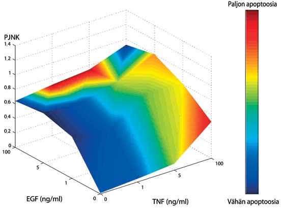 Kuva 2. JNK-kinaasin aktiivisuuden (PJNK) vaikutus apoptoosiin riippuu ratkaisevasti epidermaalisen kasvutekijän (EGF) ja tuumorinekroositekijän (TNF) signaalireittien suhteellisista aktiivisuuksista.