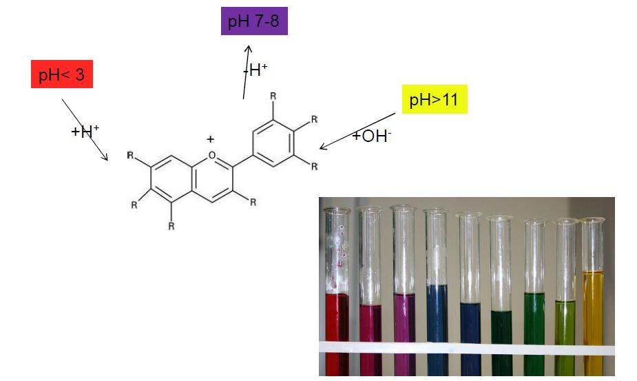 Kuva 10. ph:n vaikutus antosyaaniliuoksen väriin. 27 Antosyaanien väriin vaikuttaa suuresti myös kopigmentaatio, joka tekee väristä kirkkaamman, vahvemman ja pysyvämmän.