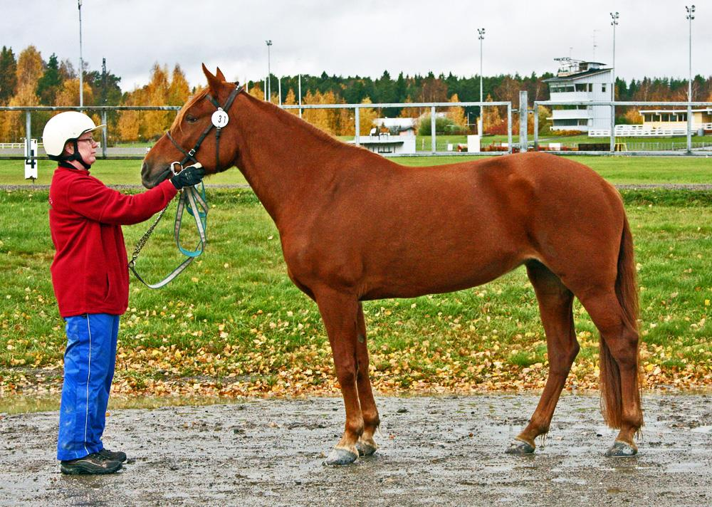 Tatsia, synt. 2006 Suku: Ture - Viirin Tiina, Vokker. 2. polvessa Turo ja Vokker, 4. polvessa Vieteri ja Hilu. 41 st.