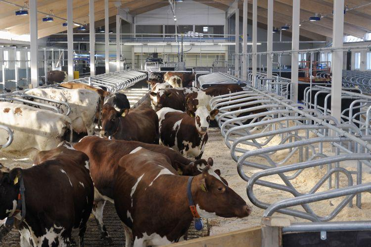 Automatic milking, milking robots the first milking robot in Finland started in 2 today about 83 in the whole country (milk