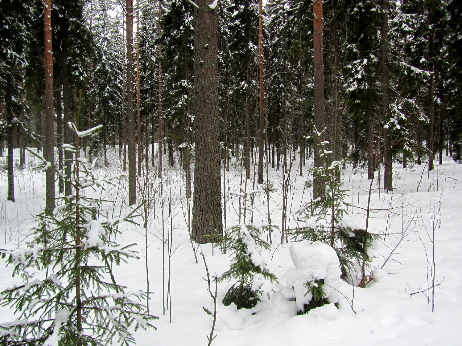 n suunnittelualue on nykyisin havumetsää. 1.