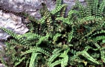 Tummaraunioinen Asplenium trichomanes Tummaraunioinen kasvaa Mustavuoren lehdon kalkkikallioilla ja silikaattikallioilla.