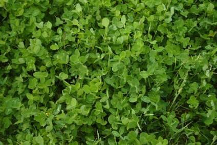 Nurmirehun tuotanto Monivuotinen nurmiseos timotei 10 kg/ha nurminata/ruokonata 10 kg/ha puna-apila 4 kg/ha alsikeapila 2 kg/ha Lisäksi