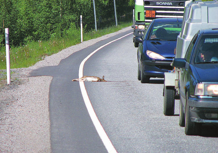Photo: Milla Niemi Liikenteessä kuolee paljon riistaeläimiä, esimerkiksi metsäjäniksiä ja rusakoita. Mountain hares are often hit by cars. ta ja sammakkoeläimiä (Manneri 2002).