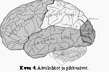 Leksikko, käsitteet, fonologia Temporaalilohko Leksikaaliset tehtävät: kuunteleminen lukeminen ja asioiden nimeäminen Sanoihin (nomineihin) liittyvät merkitykset, kuvat, tunteet ja äänteet.