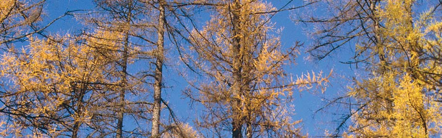 12 KANSAINVÄLISIÄ METSÄTILASTOJA Maapallon maapinta-alasta on metsää noin 30 prosenttia eli 3,9 miljardia hehtaaria, 0,7 hehtaaria jokaista asukasta kohden.