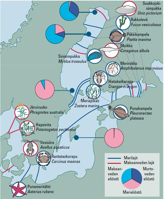 PITKÄAIKAISVAIKUTUKSET Suolaisuus kasvaa Itämeren keskeinen ominaispiirre, murtovetisyys, säilyy Mereiset lajit vahvistuvat Turskan lisääntyminen onnistuu (?