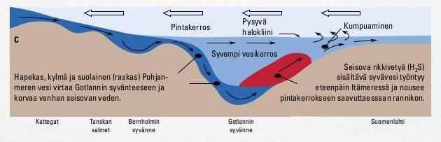 SUURI SUOLAPULSSI VIRTAA GOTLANNIN SYVÄNTEESEEN ASTI Tanskan salmet Suomenlahti Tuore suolapulssi ryömii pohjaa pitkin pohjoiseen ja työntää edellään vanhaa syvävettä, josta