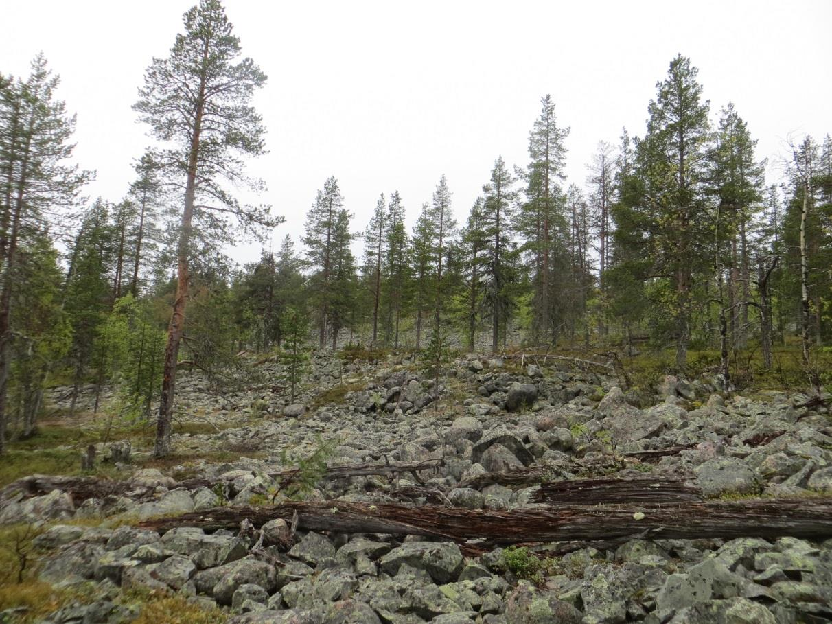 Kuva 6. Asemakaava-alueen laajennusalueen pohjoisosassa ylärinteellä on rakkakivikkoa. Alueella on vähän lahopuuta. Em. luontotyypit eivät ole Suomen luontotyyppien uhanalaisuusluokituksen (Raunio ym.