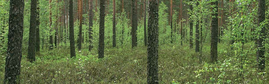 1 METSÄVARAT Suomen maapinta-alasta 86 prosenttia (26 milj. ha) hehtaaria on metsätalousmaata. Siitä 20 miljoonaa hehtaaria on kasvupotentiaalinsa puolesta puuntuotantoon hyvin soveltuvaa metsämaata.