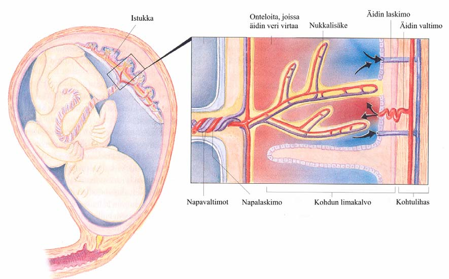 6 KUVIO 1. Sikiön veri kiertää nukkalisäkkeissä, joita äidin veri ympäröi. (Mukaillen Bjålie - Haug ym. 1999: 423.) 3.