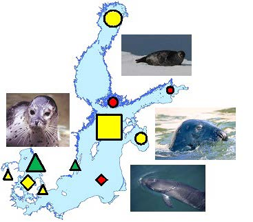 Population dynamics of Baltic ringed seals present and future The number of ringed seals living in the Baltic Sea consists of 10 000 13 0000 individuals.