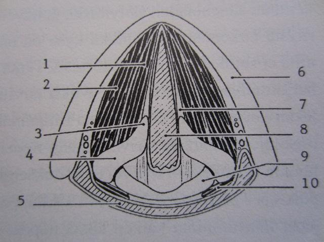 11 Seuraavissa kuvioissa esitellään äänentuottoa säätäviä kurkunpään sisäisiä lihaksia 1.-2. äänihuulilihas (sisempi ja ulompi osa) 3. äänihuulilisäke, kannuruston etukärki 4. kannurusto 5. nielu 6.