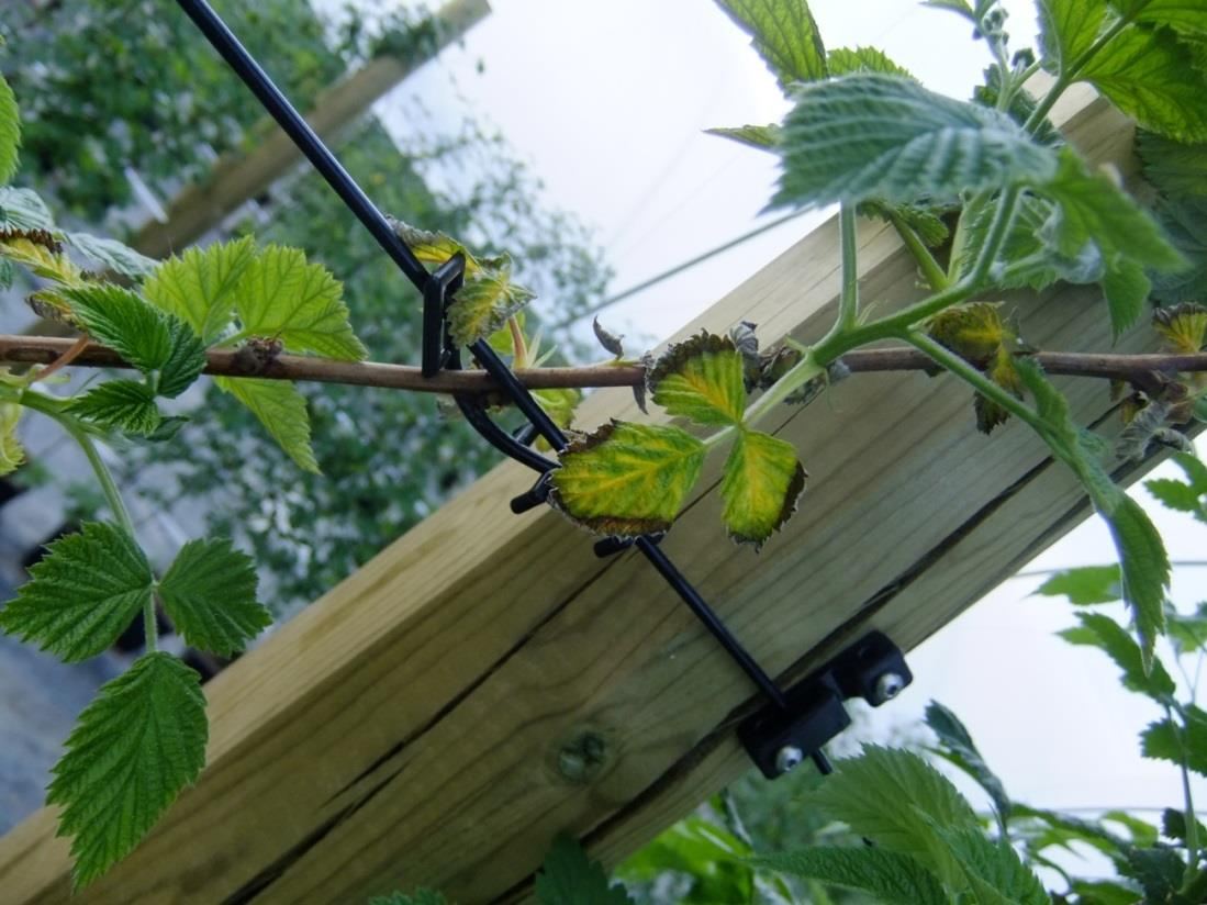 Kuva 5. Phytophthora-sienen, todennäköisesti juurilahon aiheuttamaa kloroottista vioitusta (kuva otettu 30.5.2014). 6.
