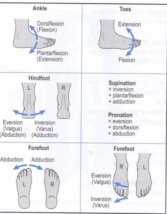 14 Kuva 2. Jalkaterän liikesuunnat (Gait Analysis;Whittle, M.