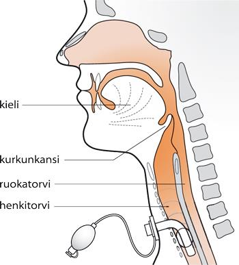 11 Hengitystä säätelee hengityskeskus, joka koostuu monista tumakkeista ja sijaitsee aivojen ydinjatkeessa. Tumakkeet osallistuvat hengitysrytmin säätelyyn.