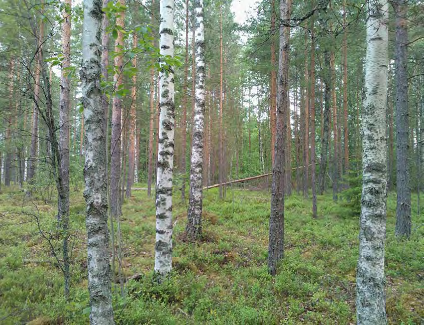 Luonto Leppälahden alueen osayleiskaavan tueksi alueella on tehty vuonna 212 sekä luonto- että liito-oravaselvitys (Pylvänäinen 212a, Pylvänäinen 212b), joissa on kartoitettu alueen suojeltavaa