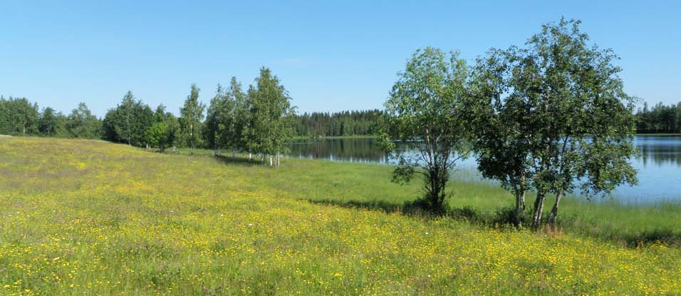 2.2 Luonnon monimuotoisuuskohteet 2.2.1 Entiset ja nykyiset peltoalueet Vaikka lajistollisesti rikkaimmat alueet löytyvät yleensä viljelyalueiden liepeiltä, ei avointen aktiivisesti viljeltyjen