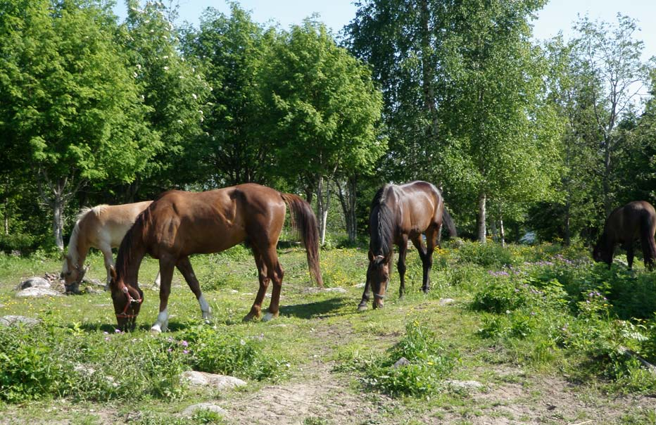 Kuva 7. Laidunnus pellon ulkopuolisilla alueilla lisää luonnon monimuotoisuutta (Vattuniemi, kohde 16). 2.3.