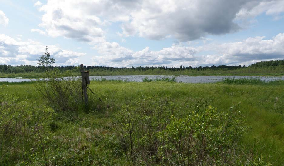 Kuva 10. Rasiainen (kohde 47).