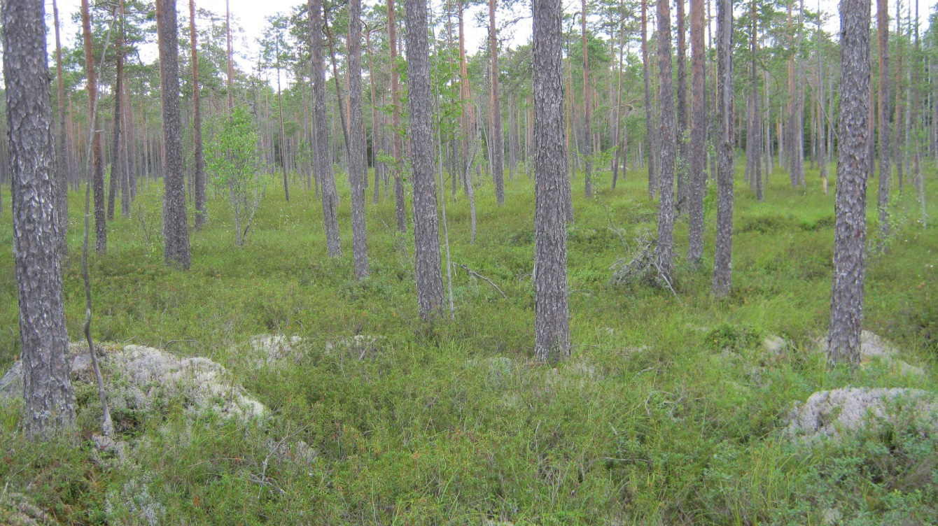 18 (21) Uhanalaiset ja harvinaiset lajit: - Uhanalaiset ja silmälläpidettävät luontotyypit: Kangasrämeet (NT) Arvoluokka: Paikallisesti merkittävä Luonnontilainen kangasrämeen ja isovarpurämeen