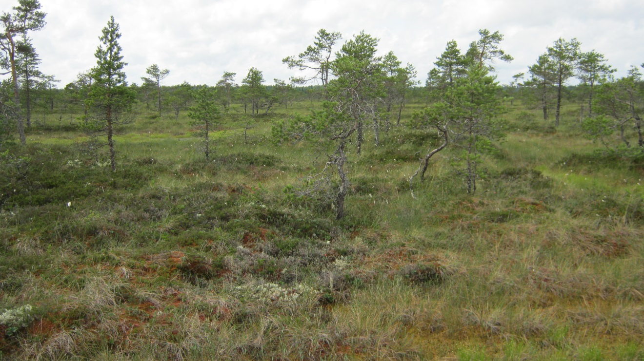 7 (21) Suunnitellun uuden voimalinjan pituus on noin 25 km. Linjaus kulkee pääosin vanhan voimalinjan vierellä halkoen talouskäytössä olevia metsäalueita.