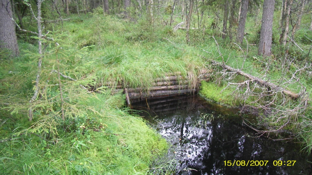 Kaivettu metsäoja Kuivunut purouoma kulkee kaivetun ojan vieressä.