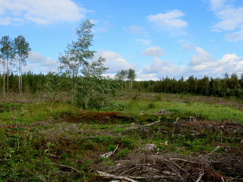 15 Tervahauta 2 kuvattu pohjoiseen. Kartta sivulla 13. 3.