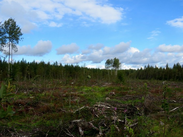 7 Kartta 5. Ortoilmakuva. Kallioalueet erottuvat vaaleana. Maanmittauslaitoksen ortokuvat 8/2016 >wms-server http://tiles.kartat.kapsi.fi/ortokuva? 4.