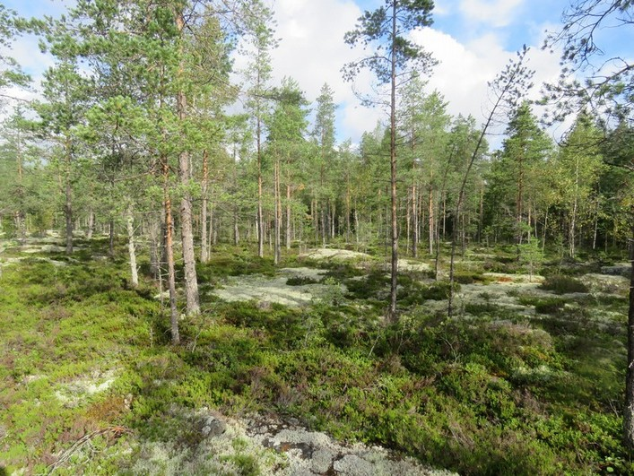 9 Kuva 5. Voimalapaikka T3 kuvattu luoteeseen. Tasainen kallioalue, harvahko mäntymetsä. Kuva 6. Voimalapaikka T4 kuvattu etelään.